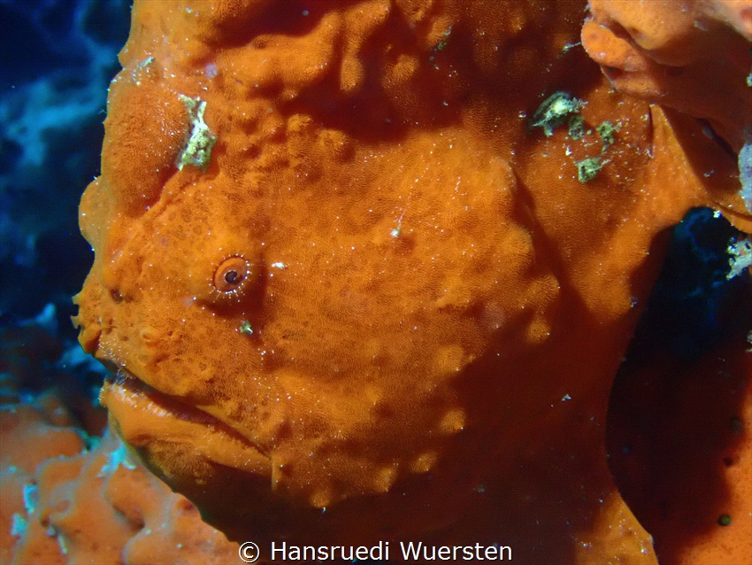 Orange face on Talisay by Hansruedi Wuersten 