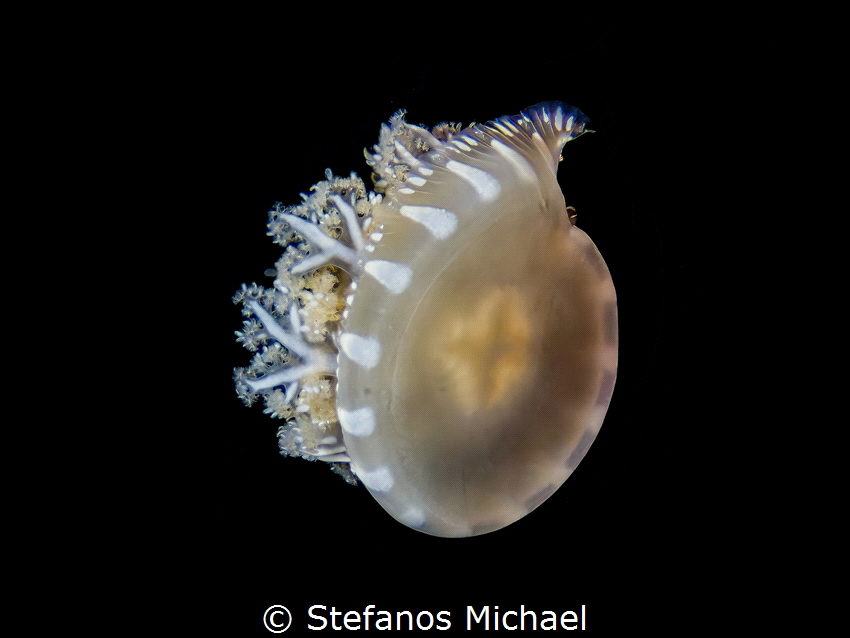 Upside-down Jellyfish - Cassiopea andromeda
 by Stefanos Michael 