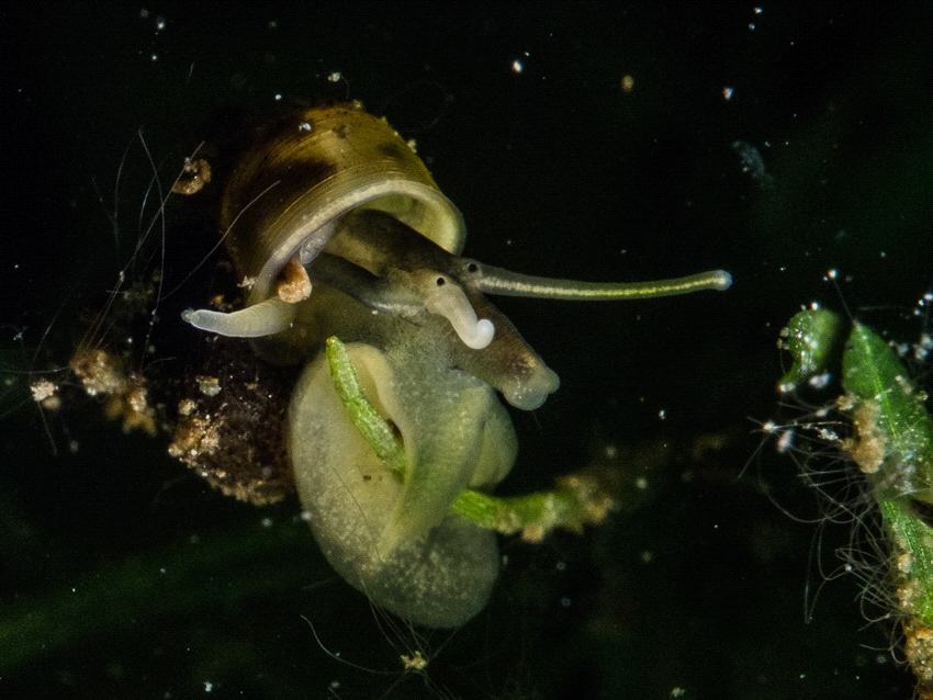 A small snail in a fresh water lake in the Netherlands. T... by Brenda De Vries 