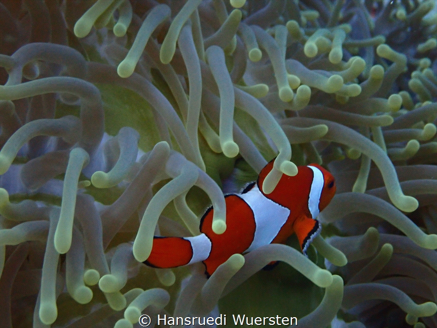 Clownfish in Anemone by Hansruedi Wuersten 