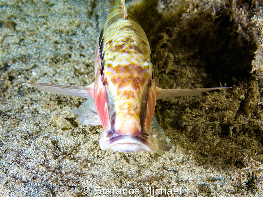 Red Sea Goatfish - Parupeneus forsskali by Stefanos Michael 