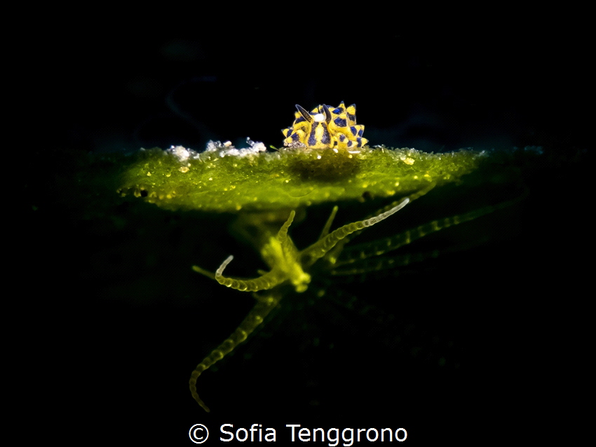 Costasiella sp. & Bunodeopsis sharing land on algae by Sofia Tenggrono 