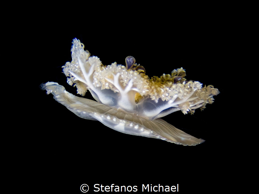 Upside-down Jellyfish - Cassiopea andromeda by Stefanos Michael 