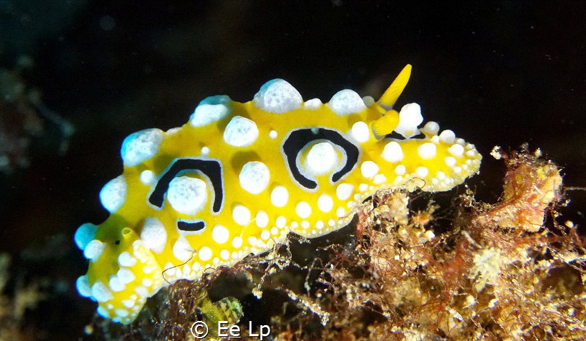 Phyllidia occelata looking like a meringue pie (f/13, 1/3... by E&e Lp 