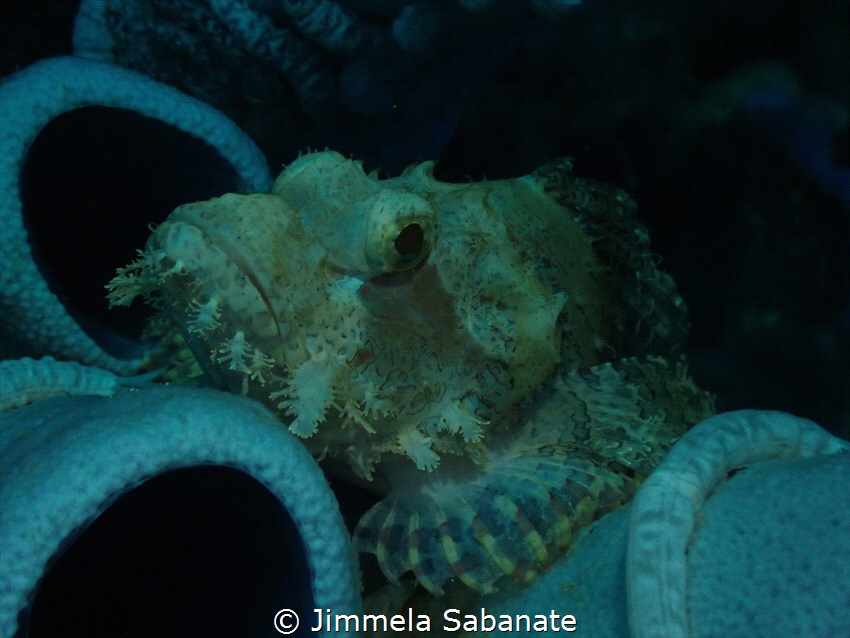 Scorpionfish by Jimmela Sabanate 