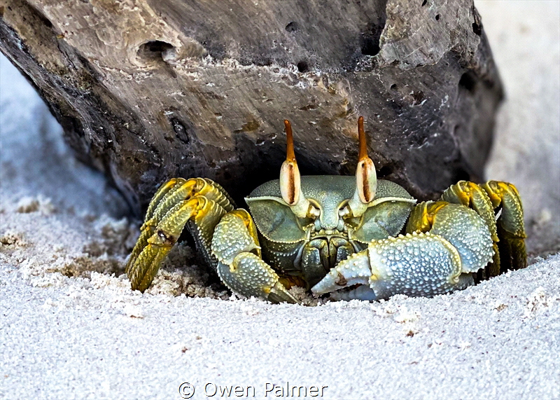 "Ghost Crab, I see you too" - I came across this Ghost Cr... by Owen Palmer 