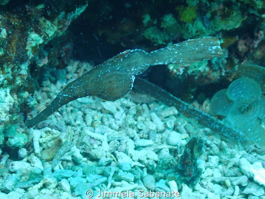 Robust ghost pipefish by Jimmela Sabanate 