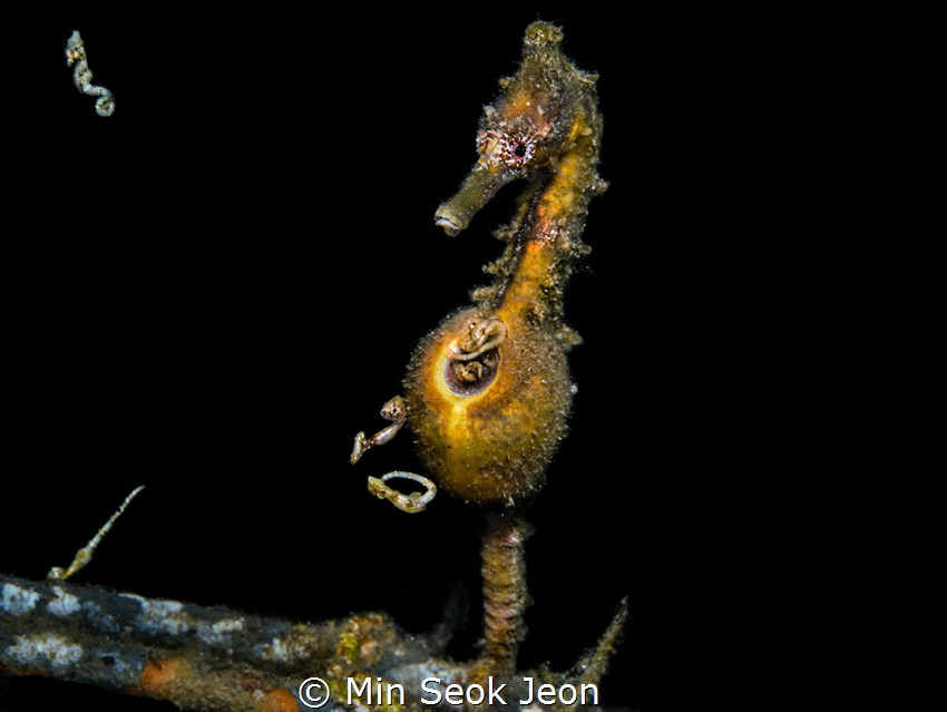 Seahorse and his baby seahorses by Min Seok Jeon 