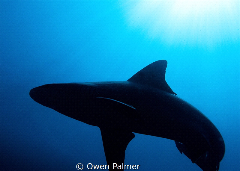 "Shadow Hunter" - I found this Silky Shark while doing a ... by Owen Palmer 