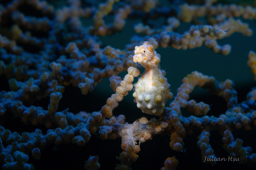 Bargibant's pygmy seahorse by Julian Hsu 