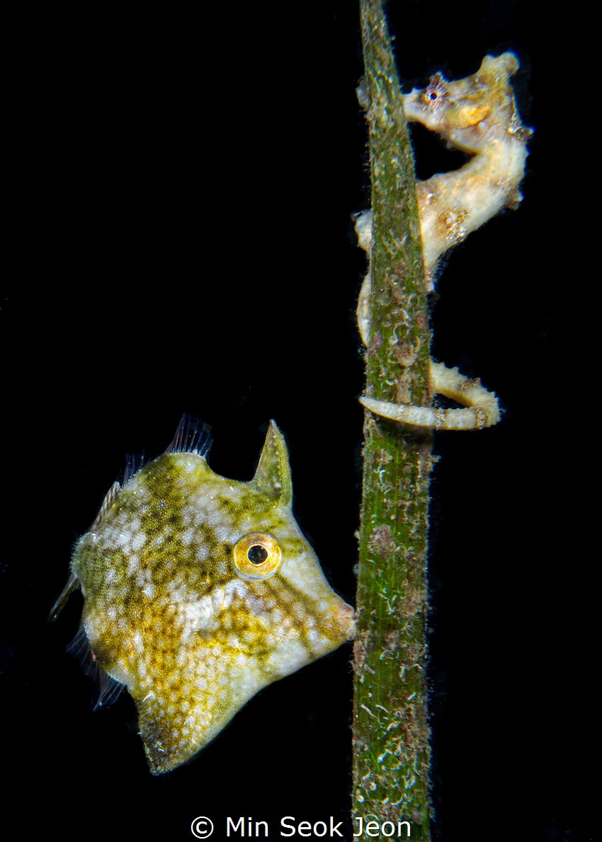 Seahorse and filefish by Min Seok Jeon 