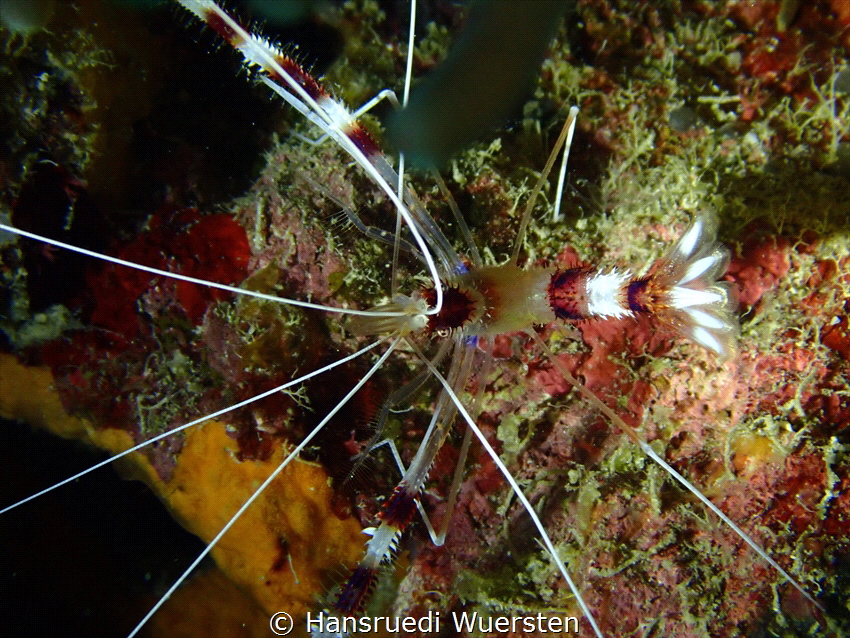 Banded Boxer Shrimp - Stenopus hispidus by Hansruedi Wuersten 