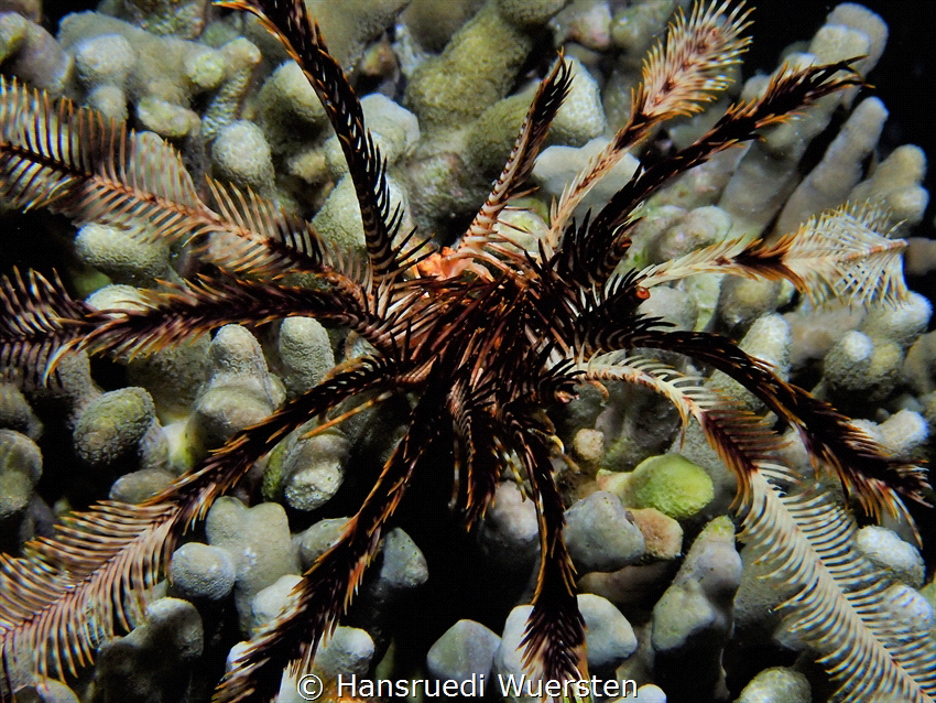Swimming Feather Star - Zygometra sp by Hansruedi Wuersten 