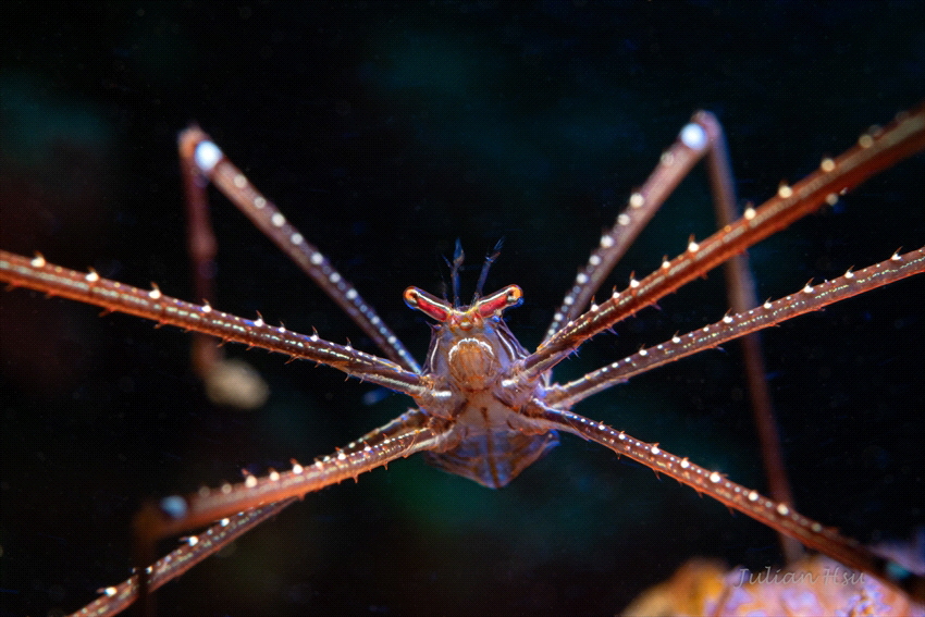 Spider Squat Lobsters (Chirostylus sandyi) by Julian Hsu 