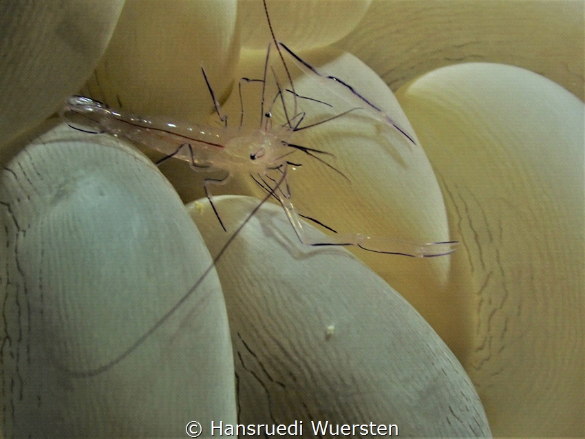 Bubble coral shrimp
Vir philippinensis by Hansruedi Wuersten 