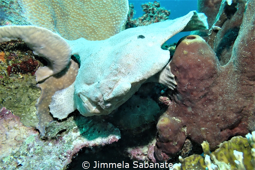 Giant Frogfish by Jimmela Sabanate 