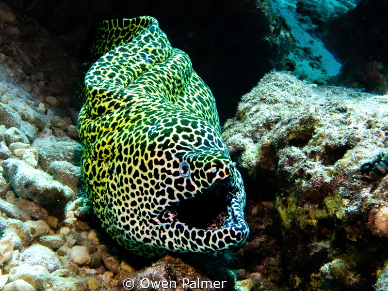 While drift diving a shallow reef, this 2 meter Honeycomb... by Owen Palmer 