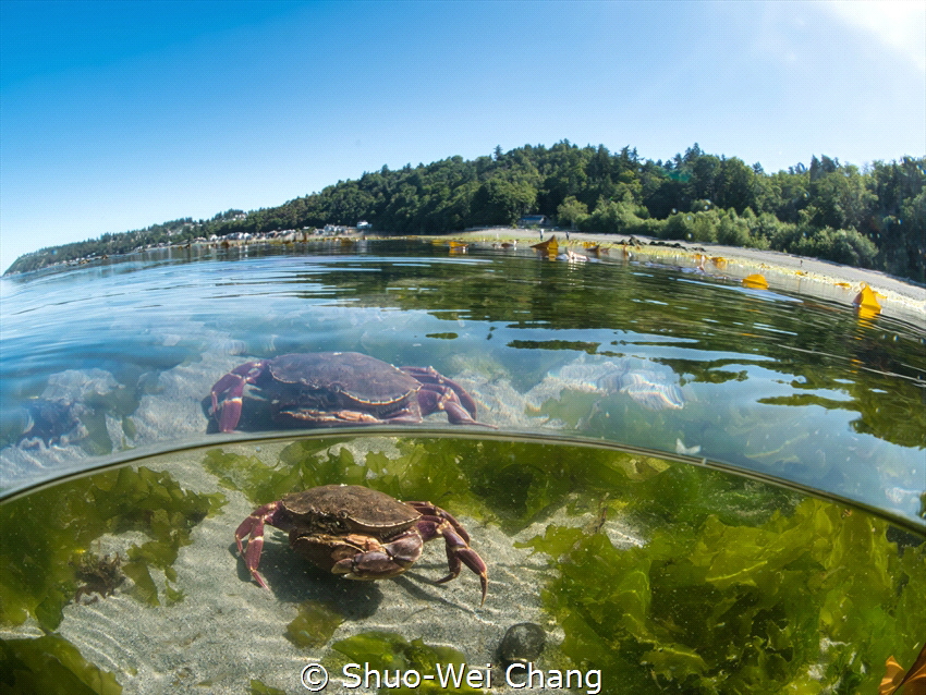 Beautiful tide pool by Shuo-Wei Chang 