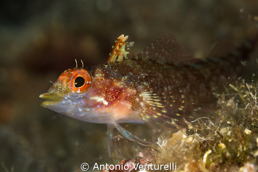 Peperoncino fish ( Trypterigion tripteronotus)_2023
(Can... by Antonio Venturelli 
