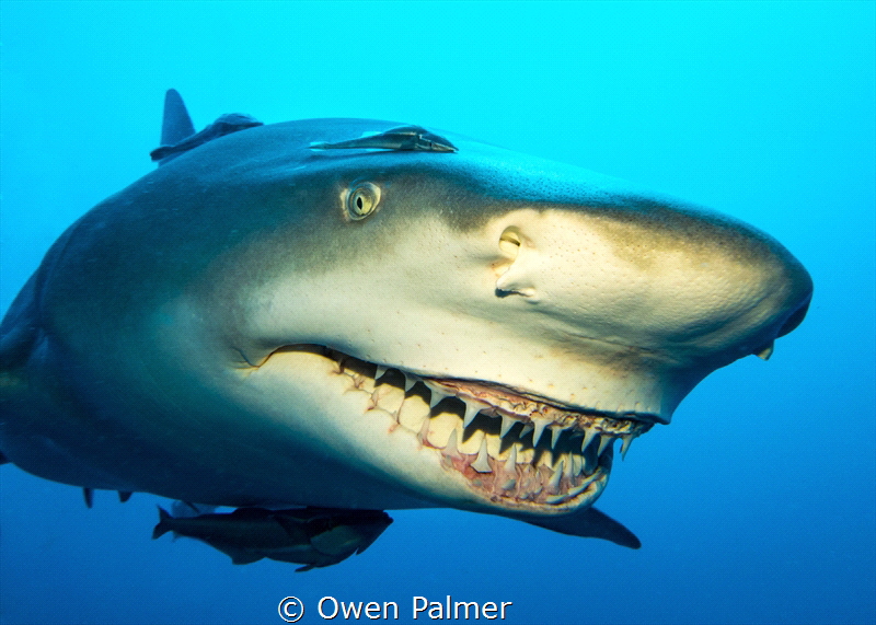"Smile for the Camera"
Lemon Shark
Jupiter, Florida
Pa... by Owen Palmer 