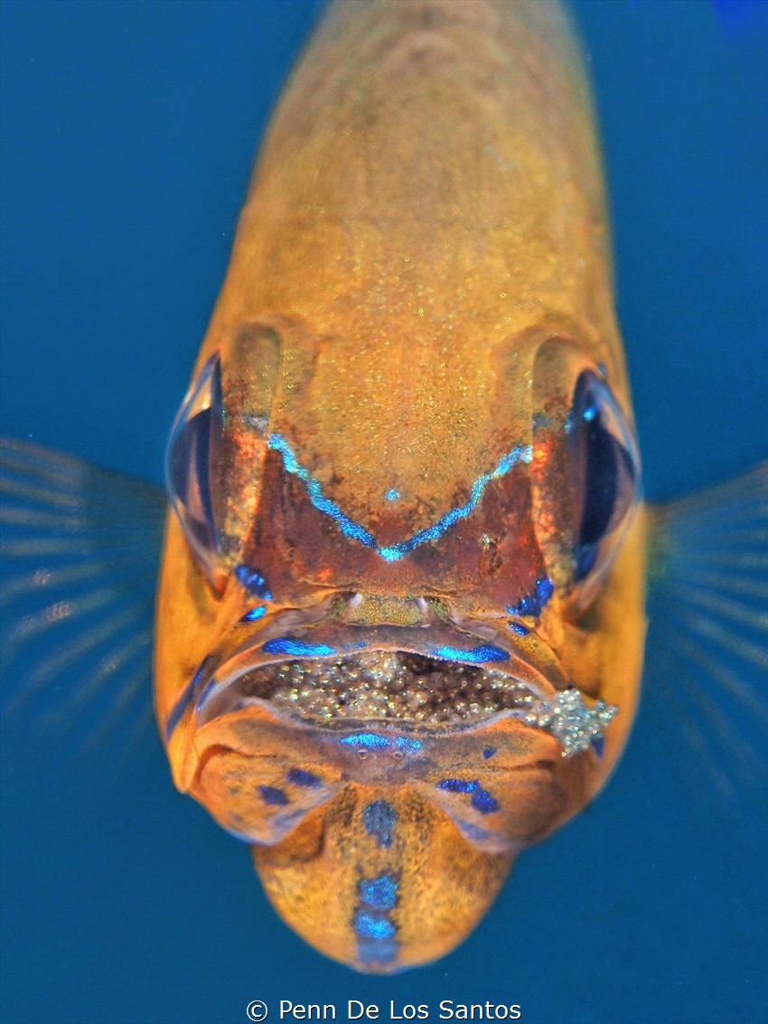 Cardinal Fish with eggs in mouth by Penn De Los Santos 