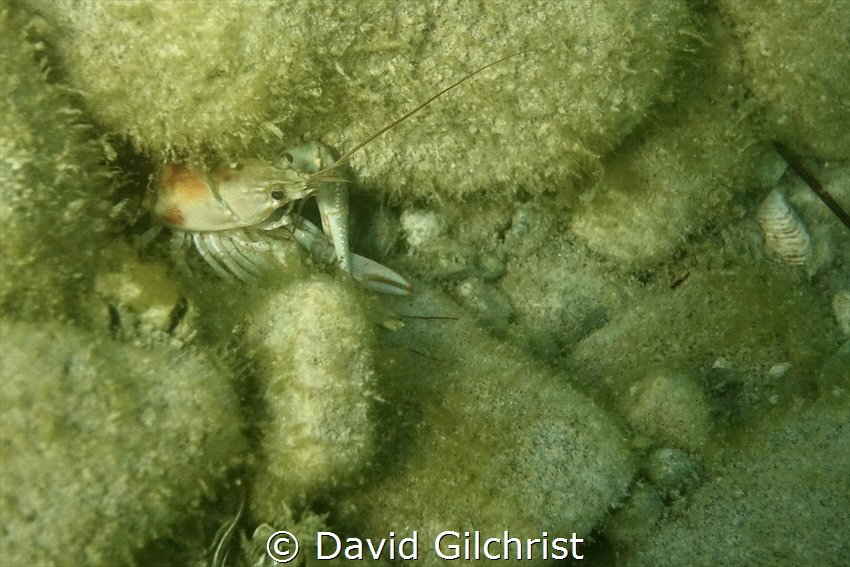This tiny Virile crayfish was spotted while diving in Lak... by David Gilchrist 