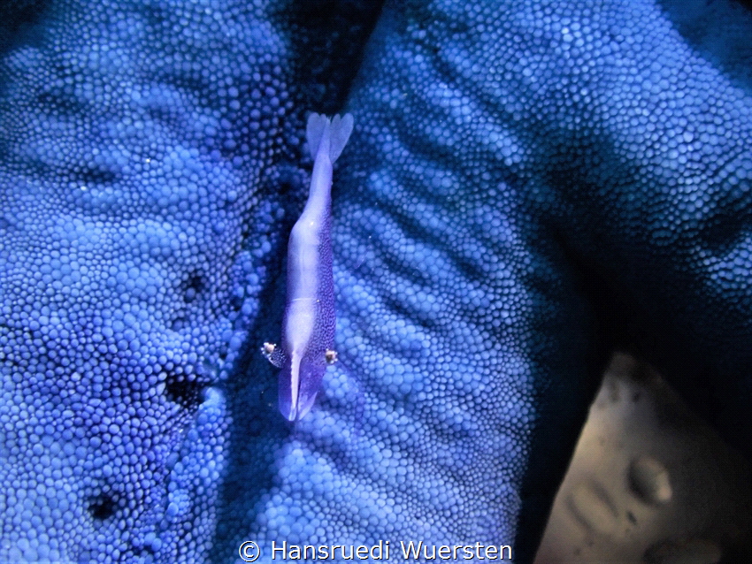 Sea Star Shrimp (Periclimenes soror) by Hansruedi Wuersten 