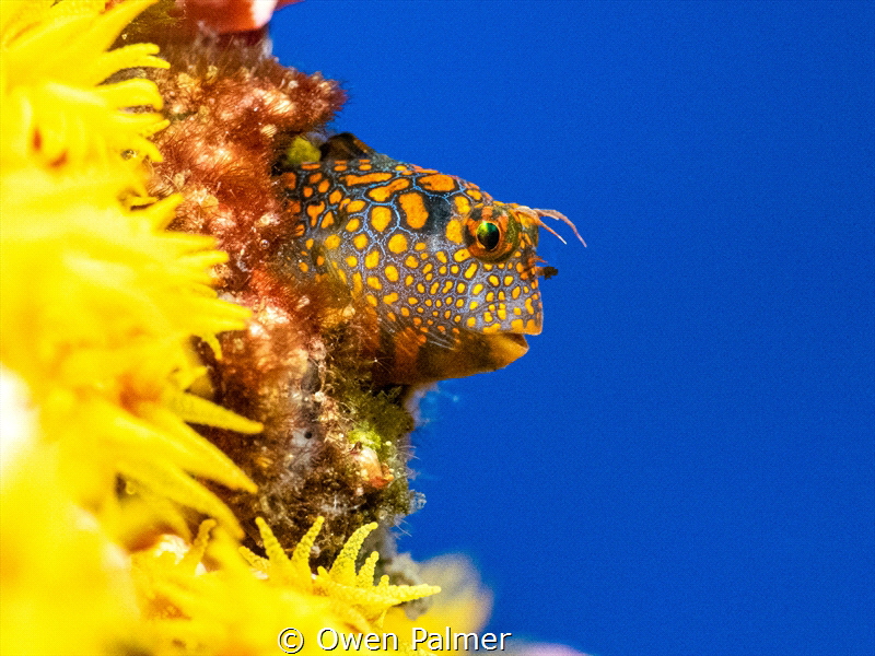 Tesselated Blenny
Oil Rig Diving 60 miles off the Texas ... by Owen Palmer 