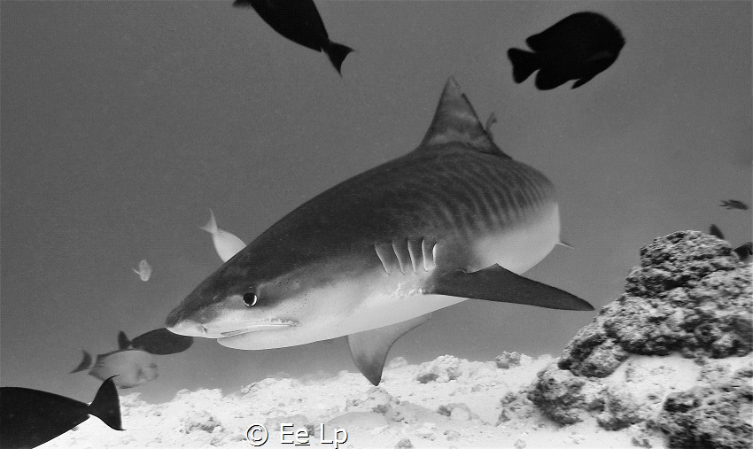 Galeocerdo cuvier (Tiger shark). (f/7.1, 1/160, ISO-200, ... by E&e Lp 