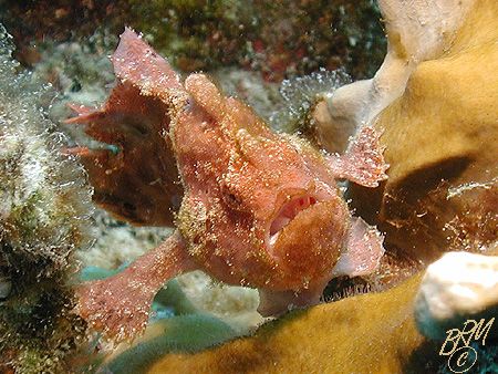 Juvenile Frogfish from Bonaire. This one was forced to mo... by Brian Mayes 