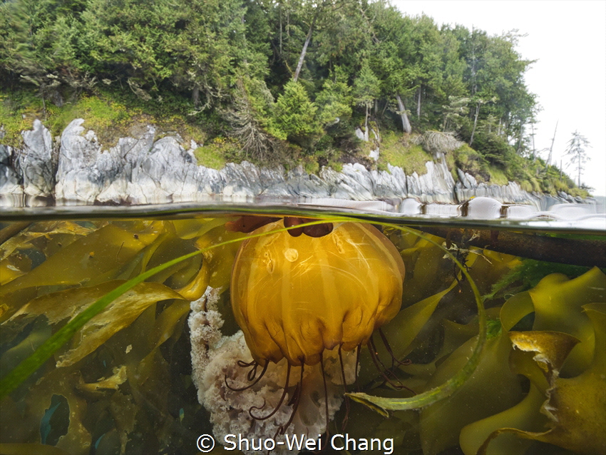 sea nettle by Shuo-Wei Chang 