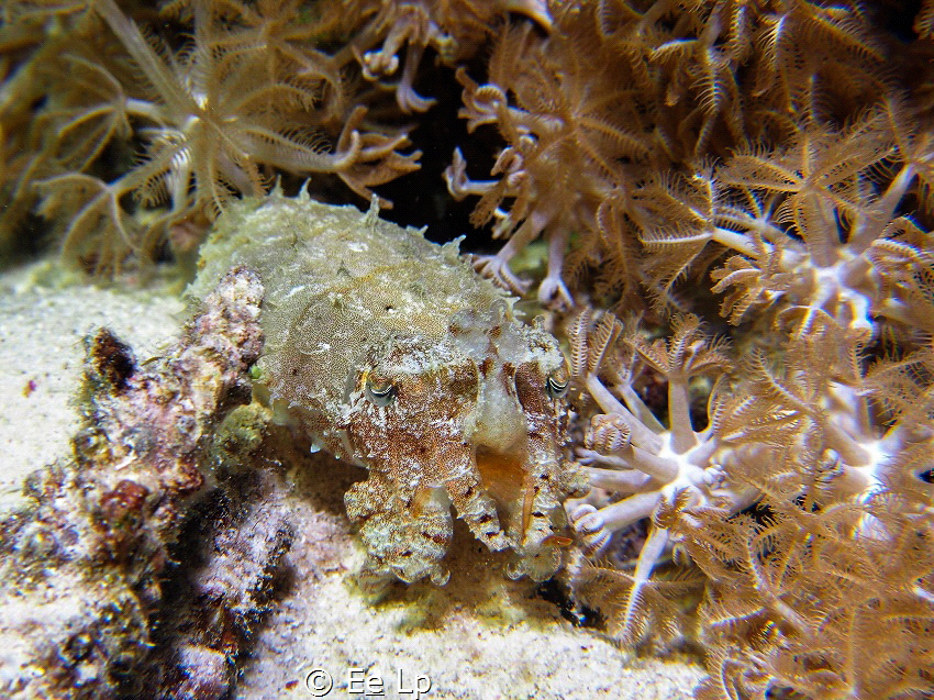 Sepia prashadi (hooded cuttlefish). (f/8, 1/50, ISO-200, ... by E&e Lp 