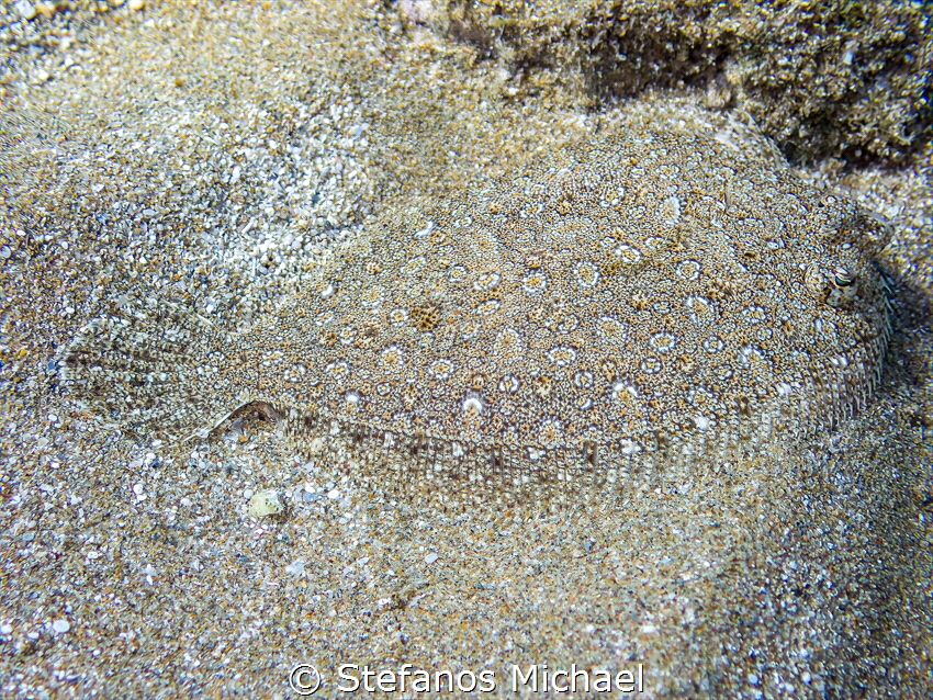 Wide-eyed Flounder - Bothus podas by Stefanos Michael 