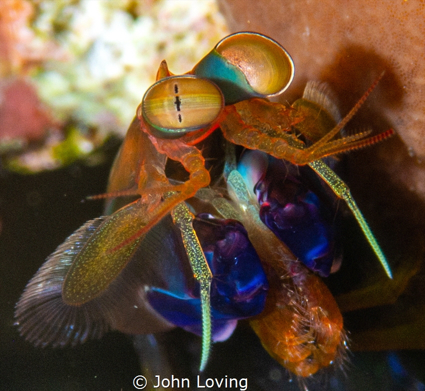 very tiny mantis shrimp in St Eustatia by John Loving 