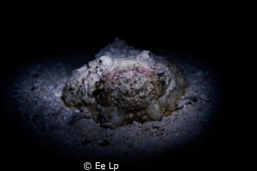 Synanceia verrucosa (juvenile stonefish). (f/5.6, 1/15, I... by E&e Lp 