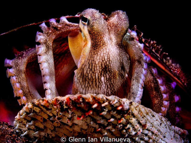 This is a photo of the common coconut octopus in seashell... by Glenn Ian Villanueva 