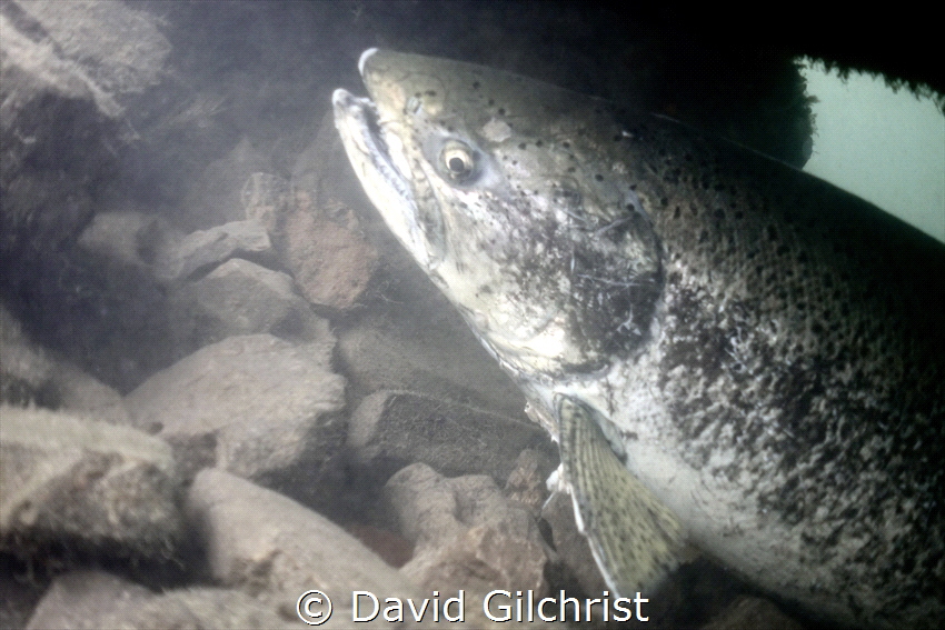 Was able to photograph this Salmonid sp. in a local Marina. by David Gilchrist 