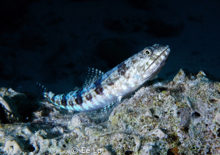 Synodus variegatus (variegated lizardfish). (f/25, 1/100,... by E&e Lp 