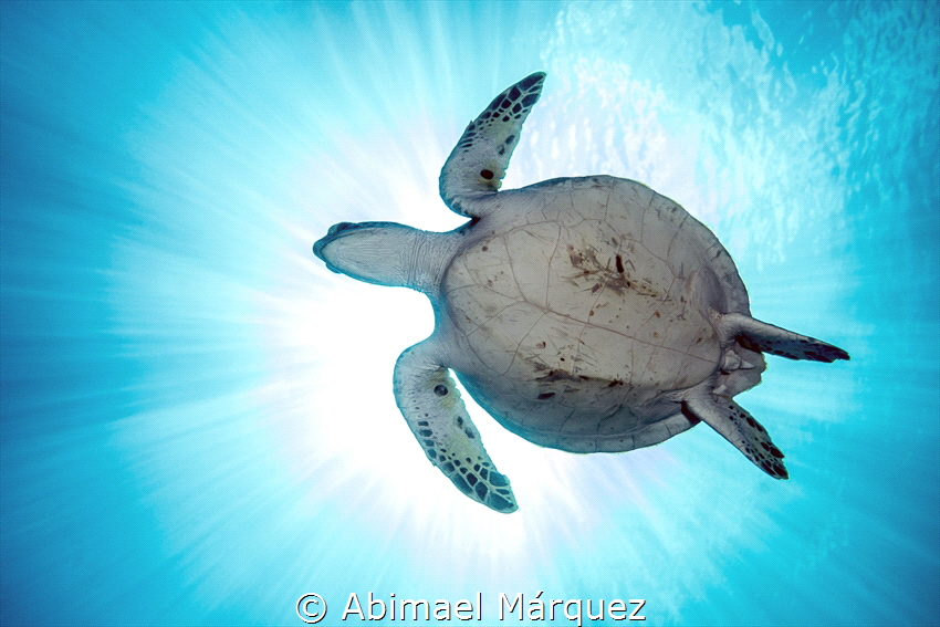 Dazzling Turtle by Abimael Márquez 