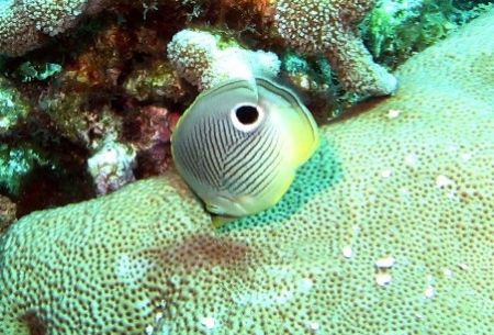 Butterflyfish seen August 2006 at Grand Cayman. Photo tak... by Bonnie Conley 