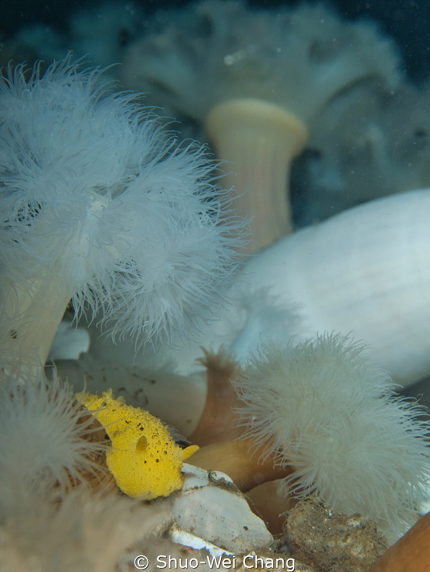Sea lemon and its habitat by Shuo-Wei Chang 