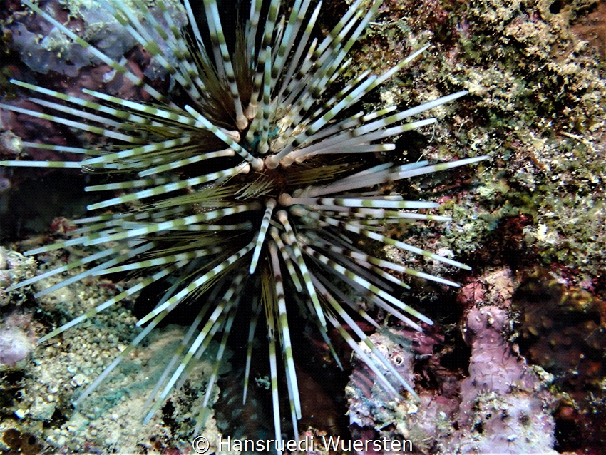 Banded Sea Urchin - Echinothrix calamaris - by Hansruedi Wuersten 