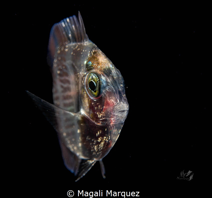 Juvenile Surgeonfish 
Bonfire diving by Magali Marquez 