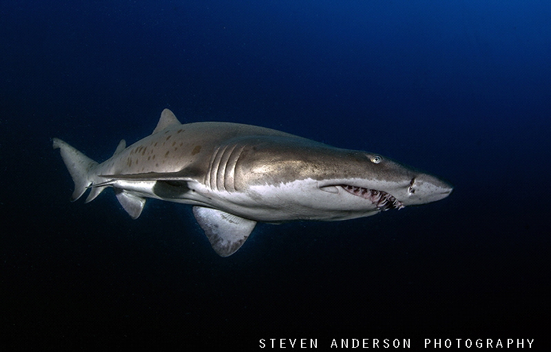 Sand Tiger Shark taken off North Carolina on one of the m... by Steven Anderson 