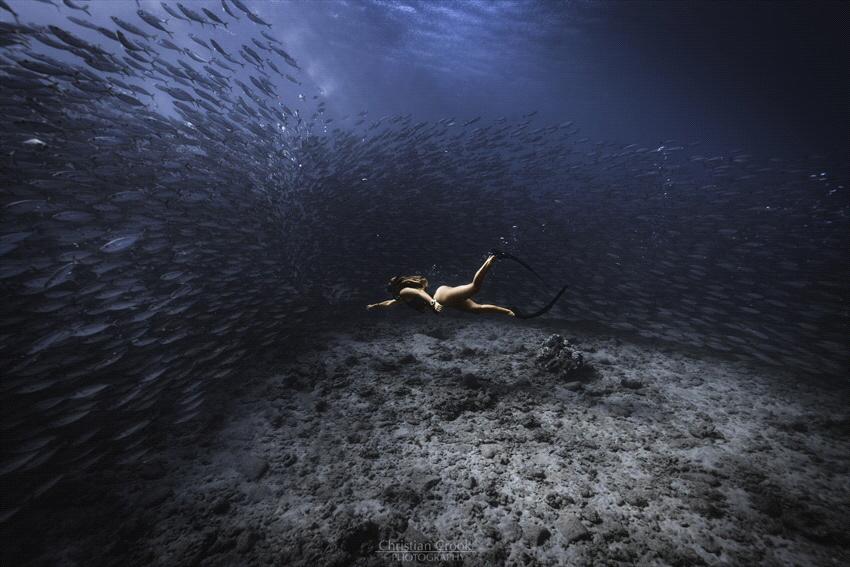 A shot I got of my friend diving into a school of akule i... by Christian Crook 