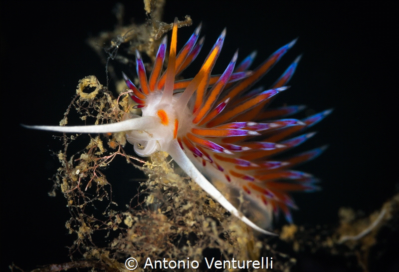 Cratena nudibranch_Sicily, Oct 2023
(Canon100,1/200,f14,... by Antonio Venturelli 