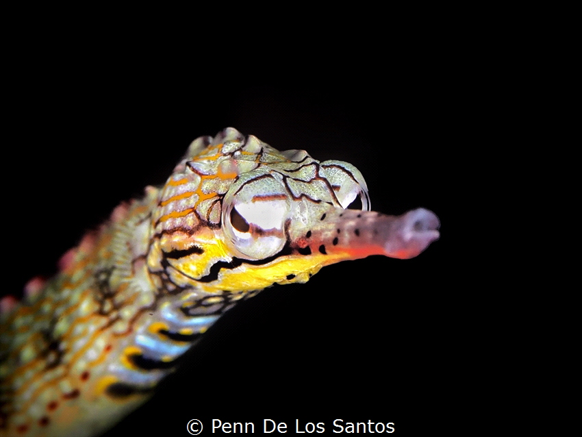 Network pipefish by Penn De Los Santos 