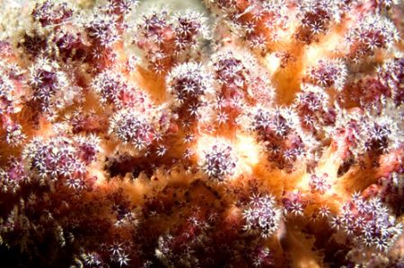Soft Coral, Maldives 2006. Nikkor 105mm. by Chris Wildblood 
