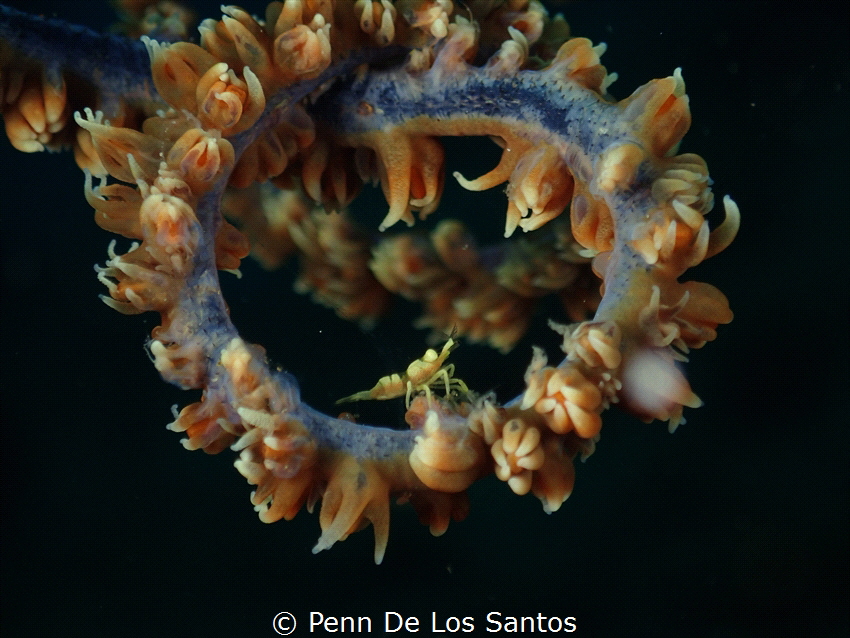 Whip coral shrimp on a spring loop. by Penn De Los Santos 