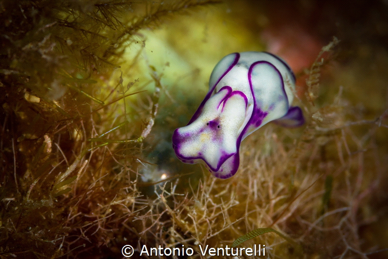 Lamprohaminoea ovalis, a very small mollusc ( not a nudib... by Antonio Venturelli 